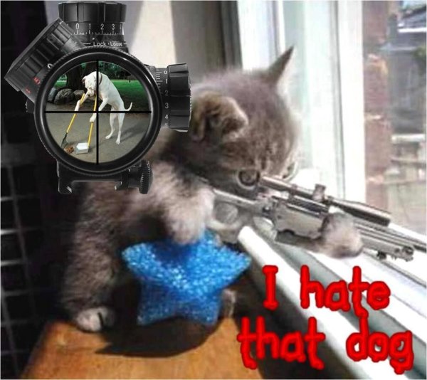 Кот со снайперской