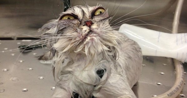 Мокрый облезлый кот