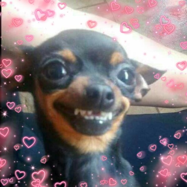 Получи фашист гранату Мем собака