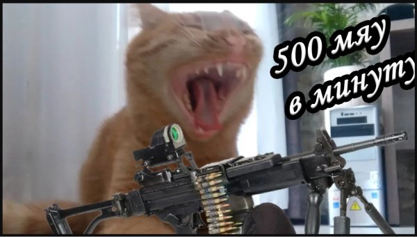 Котик с автоматом