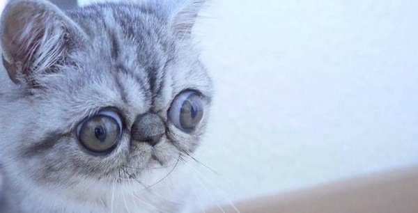 Котик с большими глазами