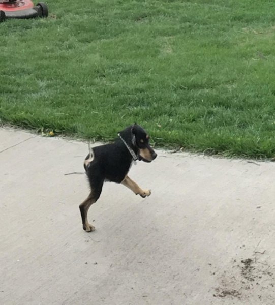 Половина собаки