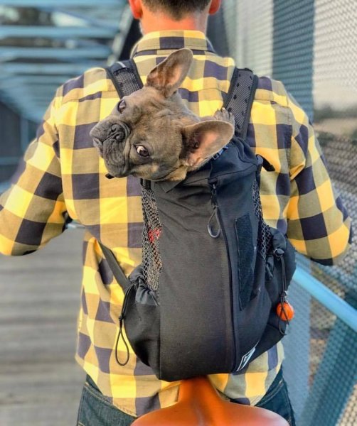 Рюкзак для собаки
