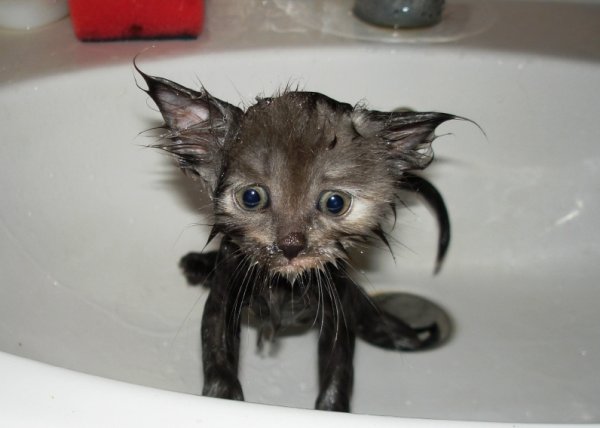 Мокрый котенок