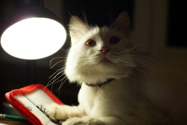 Котик с лампой