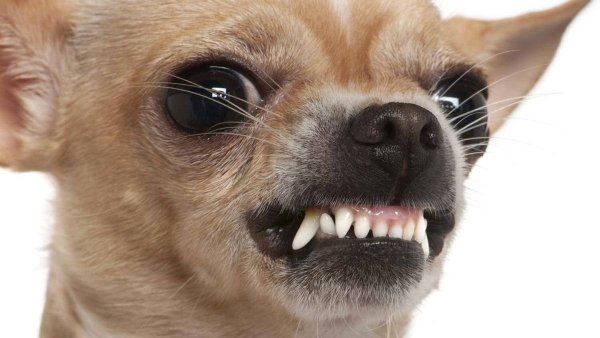 Собака чихуа Хуа Хуа злая