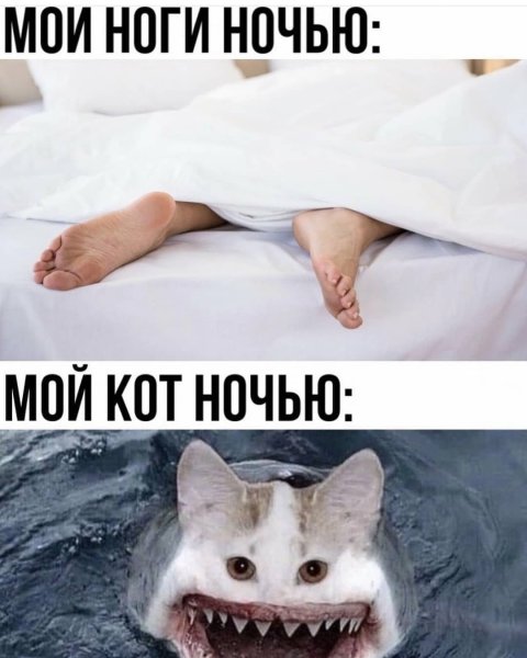 Коты мемы