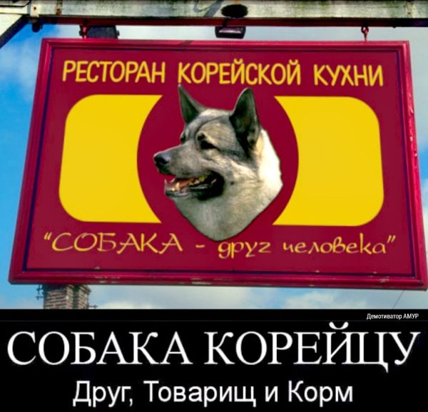 Мемы про корейцев и собак