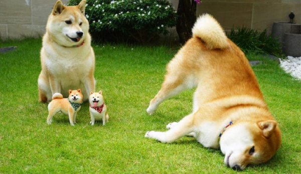 Сиба ину доги