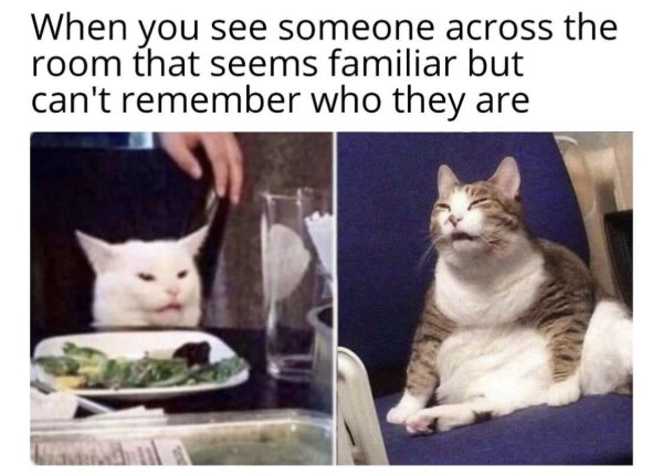 Недовольный кот Мем за столом