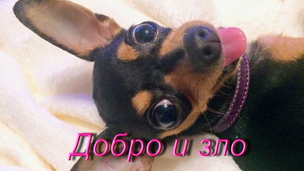 С добрым утром той терьер