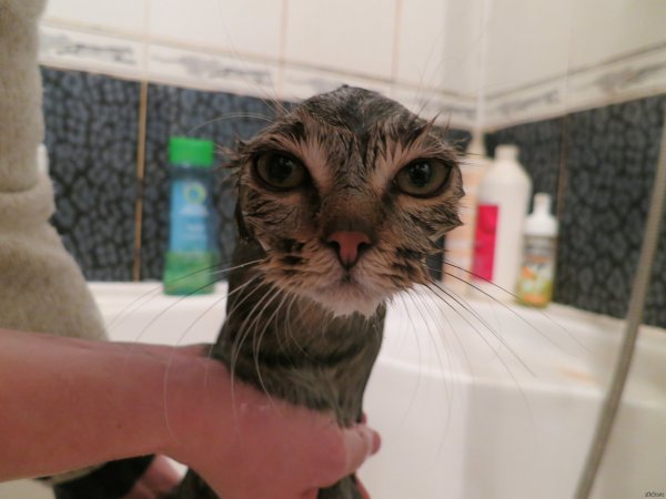 Обкуренный кот