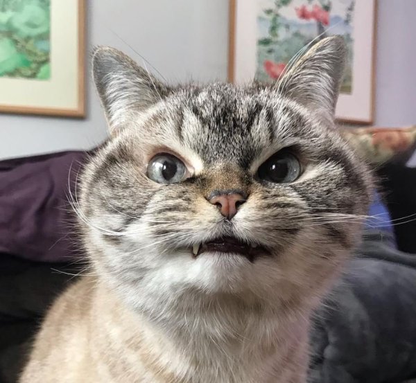 Злобный кот