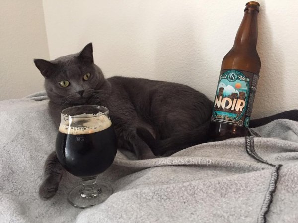 Котик с пивом