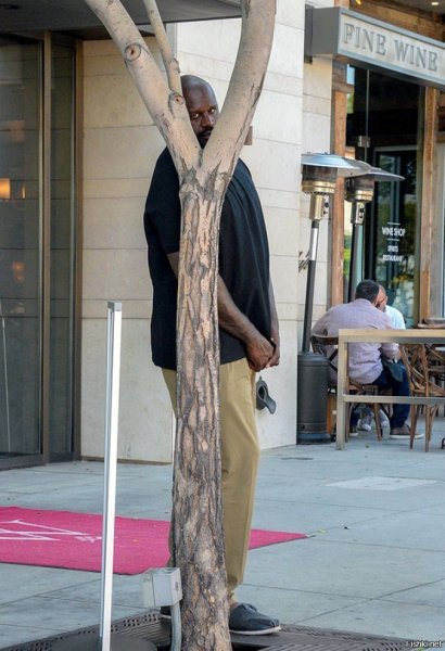 Чувак прячется за деревом