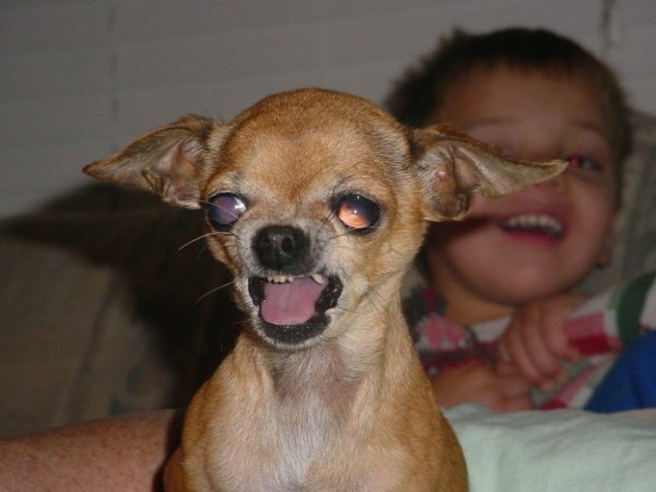 Чихуахуа мини пучеглазые