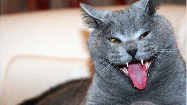 Кот смеется