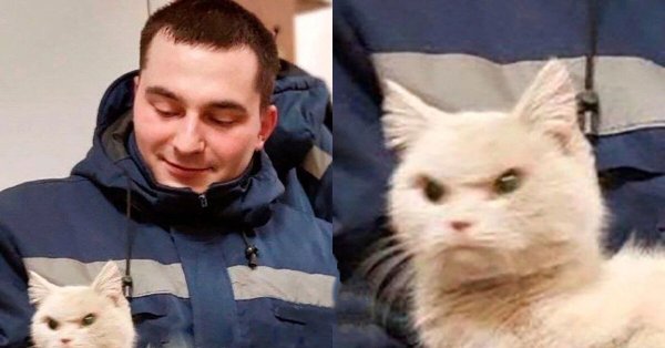 Самые популярные котики