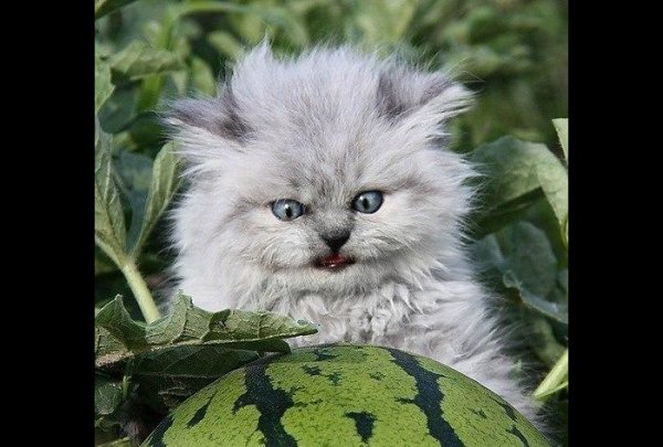 Котик ненавидит арбузы