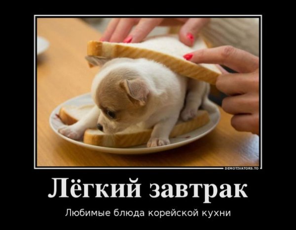 Шутки про корейцев и собак