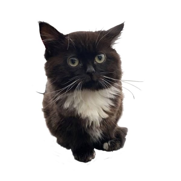 Котик на белом фоне