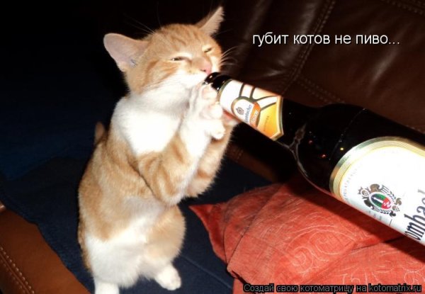 Кот с пивом
