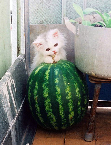 Котенок и Арбуз