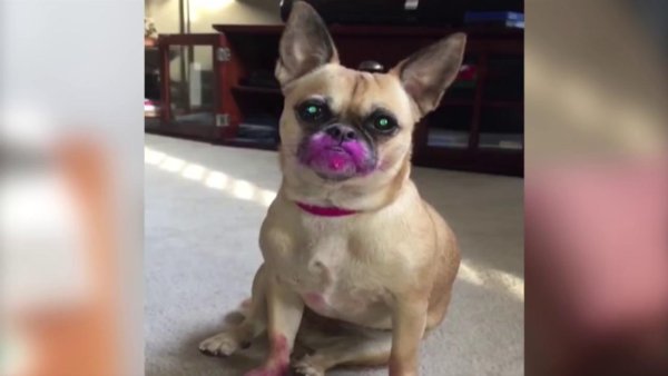 Накрашенная собака