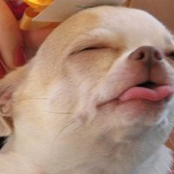 Чихуахуа с соплей пузырем