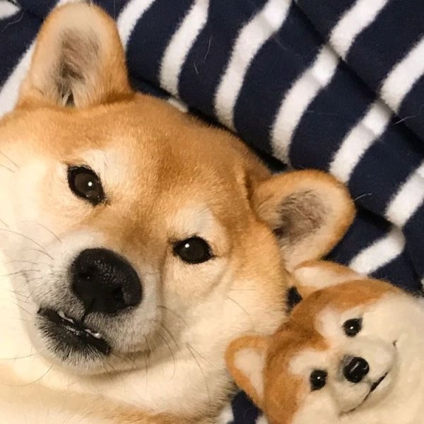 Шиба ину щенки