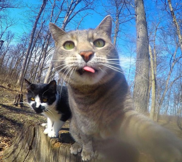 Селфи котов