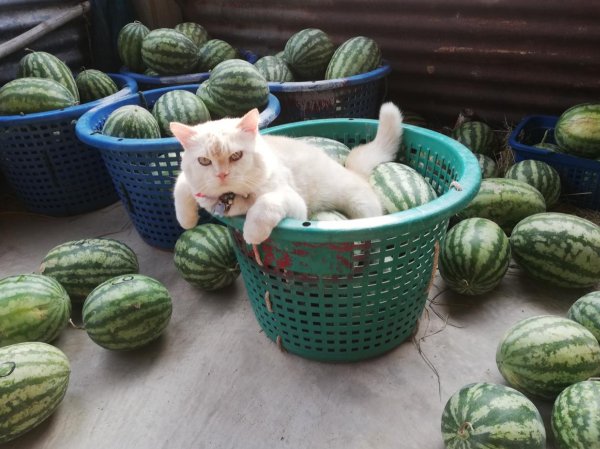 Котенок и Арбуз