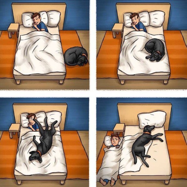 Кот в постели