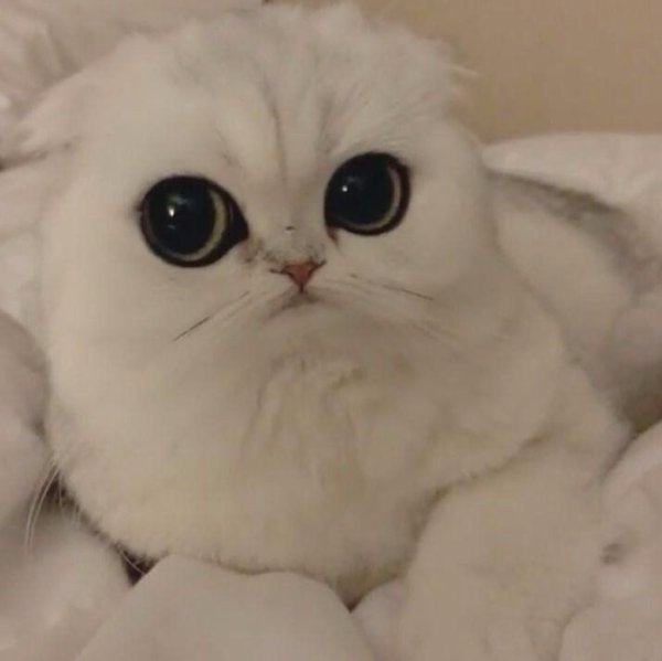 Кот с большими глазами