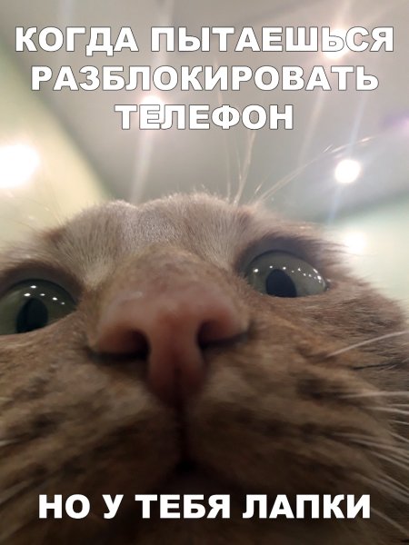 Смешные коты близко к камере