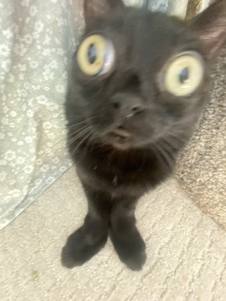 Кошка Джинкс черная