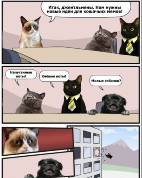 Мемы с котом
