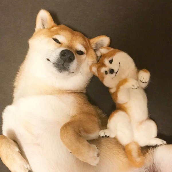 Сиба ину щенок