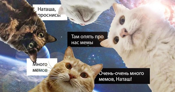 Мемы с котами