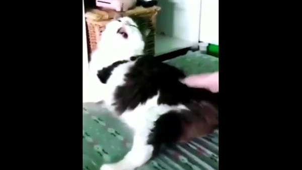 Кот кряхтит Мем