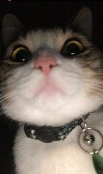 Кот с камерой