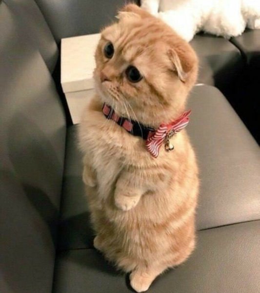 Милые котики