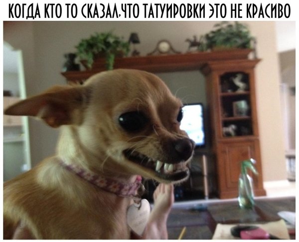 Псина чихуахуа злая