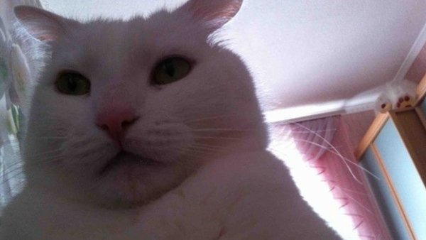 Кот фоткает сам себя