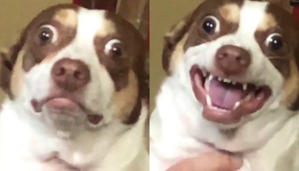 Собака с вылупленными глазами