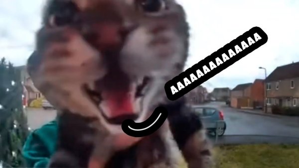 Кот мяукает