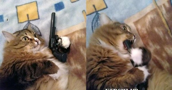 Котенок с пистолетом
