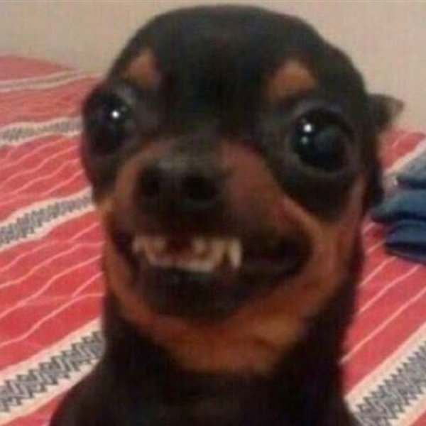 Собака плачет мемы