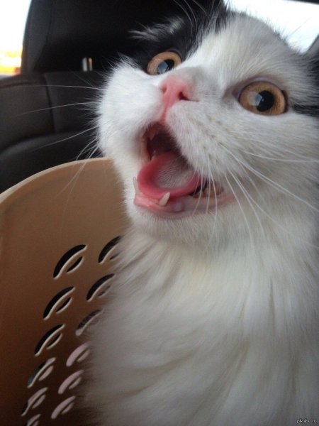 Кот из мемов