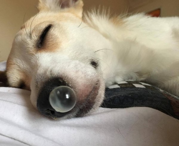 Носы животных